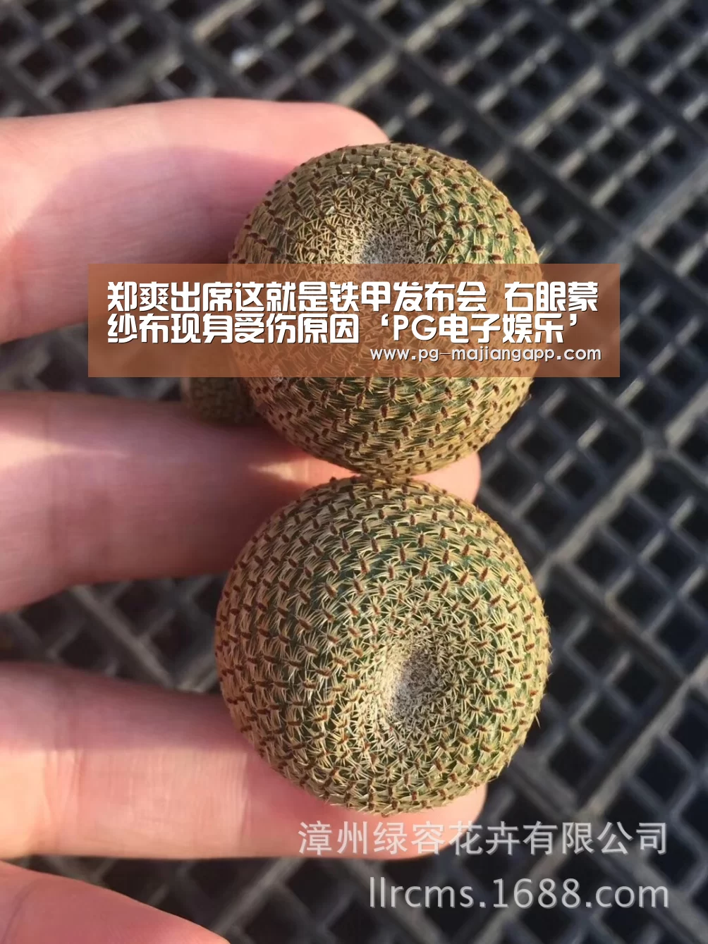 郑爽出席这就是铁甲发布会 右眼蒙纱布现身受伤原因‘PG电子娱乐’(图1) PG麻将官网入口